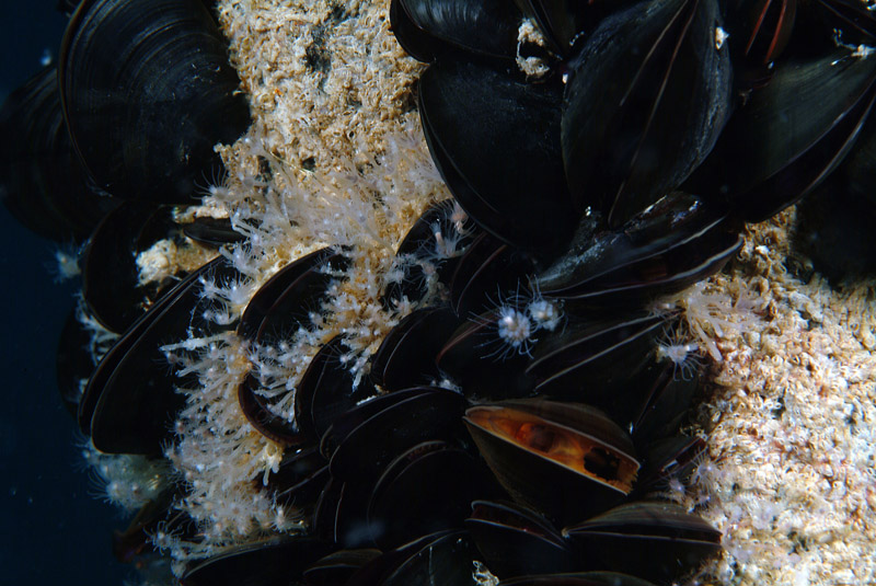 Ectopleura crocea e Cornularia cornucopiae